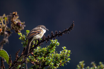  brown-backed chat-tyrant (Ochthoeca fumicolor). Photo taken in the Papallacta area. 