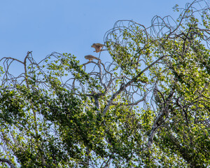 A kestrel descends on its partner to mate on a tree top early in the morning.