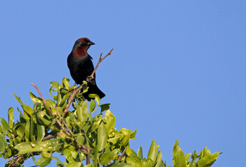Kongo bird posing at the top of the tree