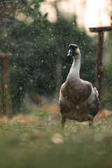 A duck is standing in the grass with rain falling on it