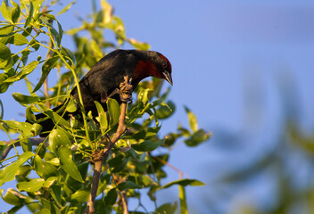 Kongo bird posing among branches and green leaves.
