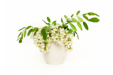 White acacia branch in a white mug on a white background. Medicinal plant.