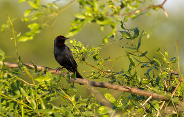 Kongo bird posing among branches and green leaves.