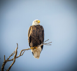 american bald eagle