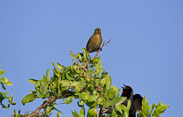 Small birds chirping on branches and green leaves