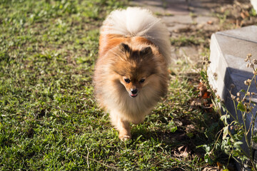 Red Pomeranian dog on green grass.