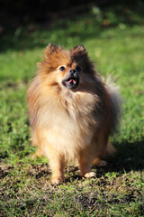 Red Pomeranian dog on green grass.