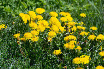 Yellow dandelions close-up in green grass.