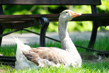 Greylag goose in front of a park bench
