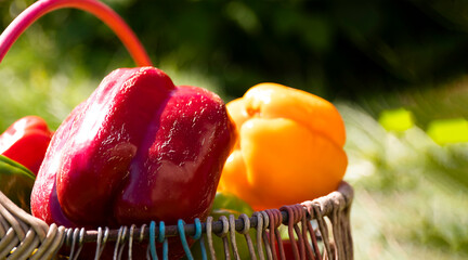Closeup of colorful sweet bell peppers in the basket