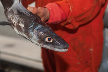 A caught conger eel in the hands of a man.