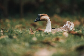 Group of White Ducks or Geese Roaming Freely in a Rural Farm Park, Closer Look at the Domestic and...