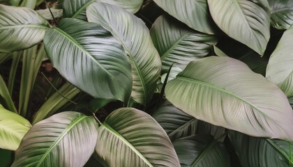 foliage of tropical leaf in dark green texture abstract pattern nature background