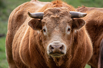 young blonde or redhead bull looking at camera