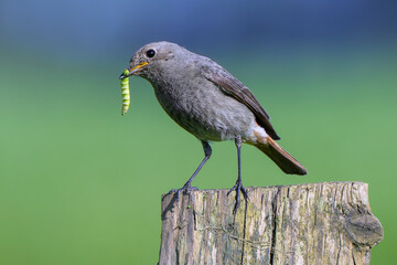 Black redstart (Phoenicurus ochruros gibraltariensis) female or first calendar year male perched on wooden fence post with caterpillar in beak