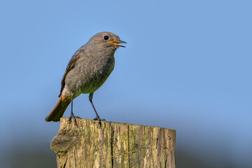 Black redstart (Phoenicurus ochruros gibraltariensis) female or first calendar year male perched on weathered wooden fence post in spring