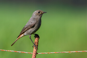 Black redstart (Phoenicurus ochruros gibraltariensis) female or first calendar year male perched on iron fence post along meadow in spring