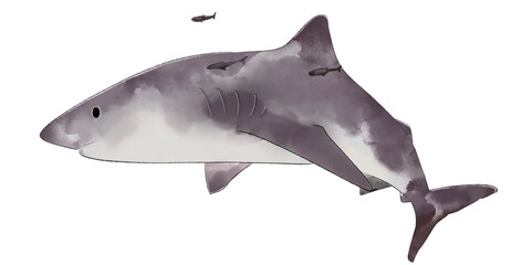 Shark drawing 