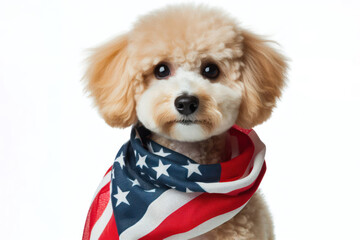 a dog mix with an American flag themed scarf Isolated on white background