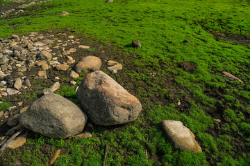 Fresh Green Grass and Lush Meadows Signal Spring and Summer Growth: A Closeup of Natural Beauty in a Countryside Park, Highlighting the Vibrant Colours Textures of the Seasonal Landscape