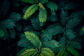 A close up of dark green False Indigo bush leaves texture pattern