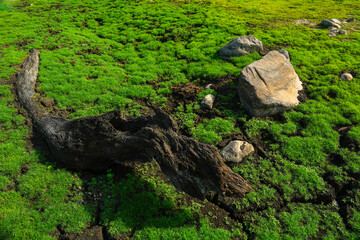 Fresh Green Grass and Lush Meadows Signal Spring and Summer Growth: A Closeup of Natural Beauty in a Countryside Park, Highlighting the Vibrant Colours Textures of the Seasonal Landscape