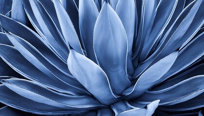 closeup agave cactus abstract natural pattern background and textures dark blue toned
