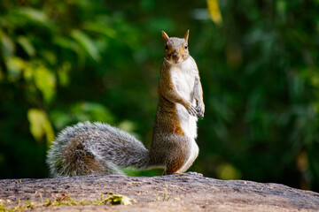 squirrel in the park