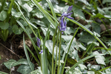 Beautiful bluebells a symbol of humility constancy gratitude and everlasting love