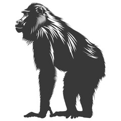 Obraz premium Silhouette Baboon animal black color only