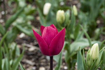 close up of a beautiful bright pink tulip flower