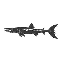 Fototapeta premium Silhouette Barracuda animal black color only