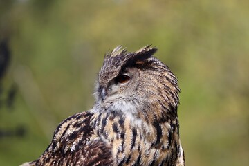 horned owl