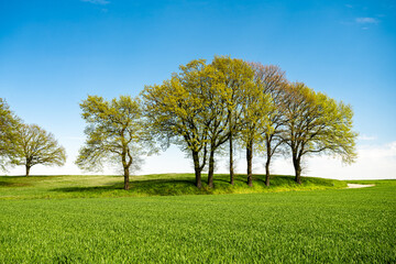Green tree and green grass on slope with white clouds and blue sky.