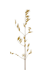 stem of oats dry plant isolated on white background