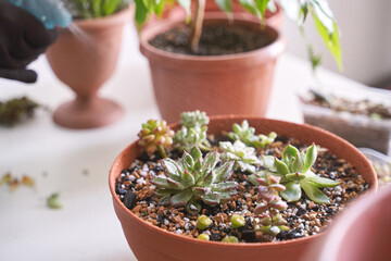 A woman hand gently holds a small echeveria plant in a decorative pot, adding greenery to her...