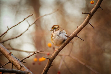 sparrow on branch