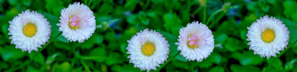 Blooming colorful daisies