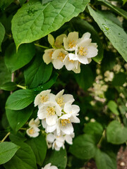 Garden jasmine flowers bloomed against a background of green leaves