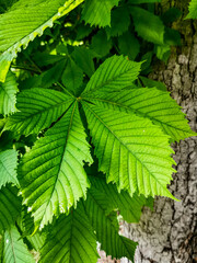 Leaves of bitter chestnut perennial tree of the Sapindaceae family
