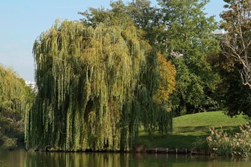 Salix babylonic, Saule pleureur, Lac de Créteil, Parc Départemental du Val de Marne, 94, Val de...