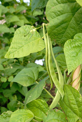 Phaseolus vulgaris 'Robin' , Haricot mangetout