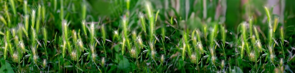 A field of green grass with some yellow flowers in the foreground