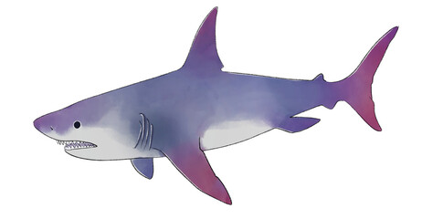Shark drawing 