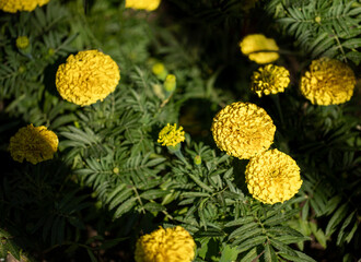 Top view to blooming flower bed of yellow marigolds. Play of light and shadows. Summer blooming time