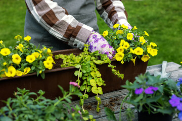 woman planting summer flower seedlings in balcony box on wooden table