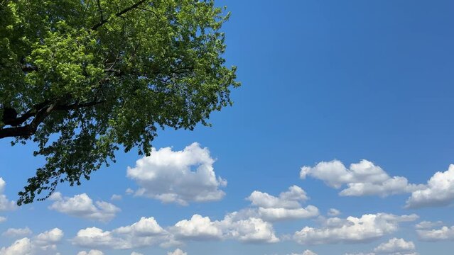Blue sky, white clouds and tree leaves. Wind blowing through the trees. This video is intended for relaxation, stress relief, calming one's mind.
