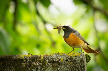 Gartenrotschwanz, männlich (Phoenicurus phoenicurus)