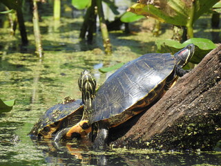 A couple of red-eared slider turtles, basking in the warmth of the sun, on a hot summer day....