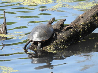 Obraz premium Eastern painted turtle basking in the warmth of the sun, within the wetlands of Wildwood Park, Dauphin County, Harrisburg, Pennsylvania.